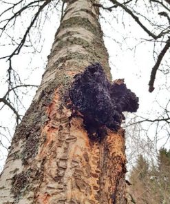 Chaga-Pilz-Lappland-Finnland-am-Baum