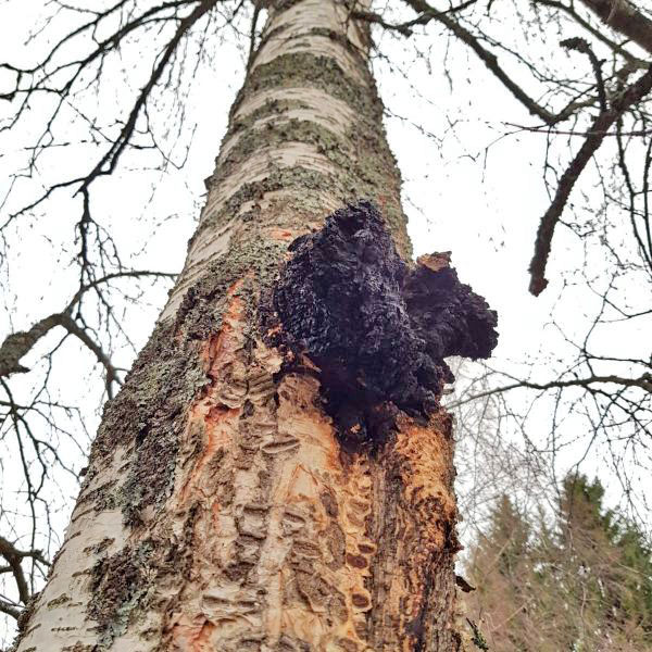 Chaga-Pilz-Lappland-Finnland-am-Baum
